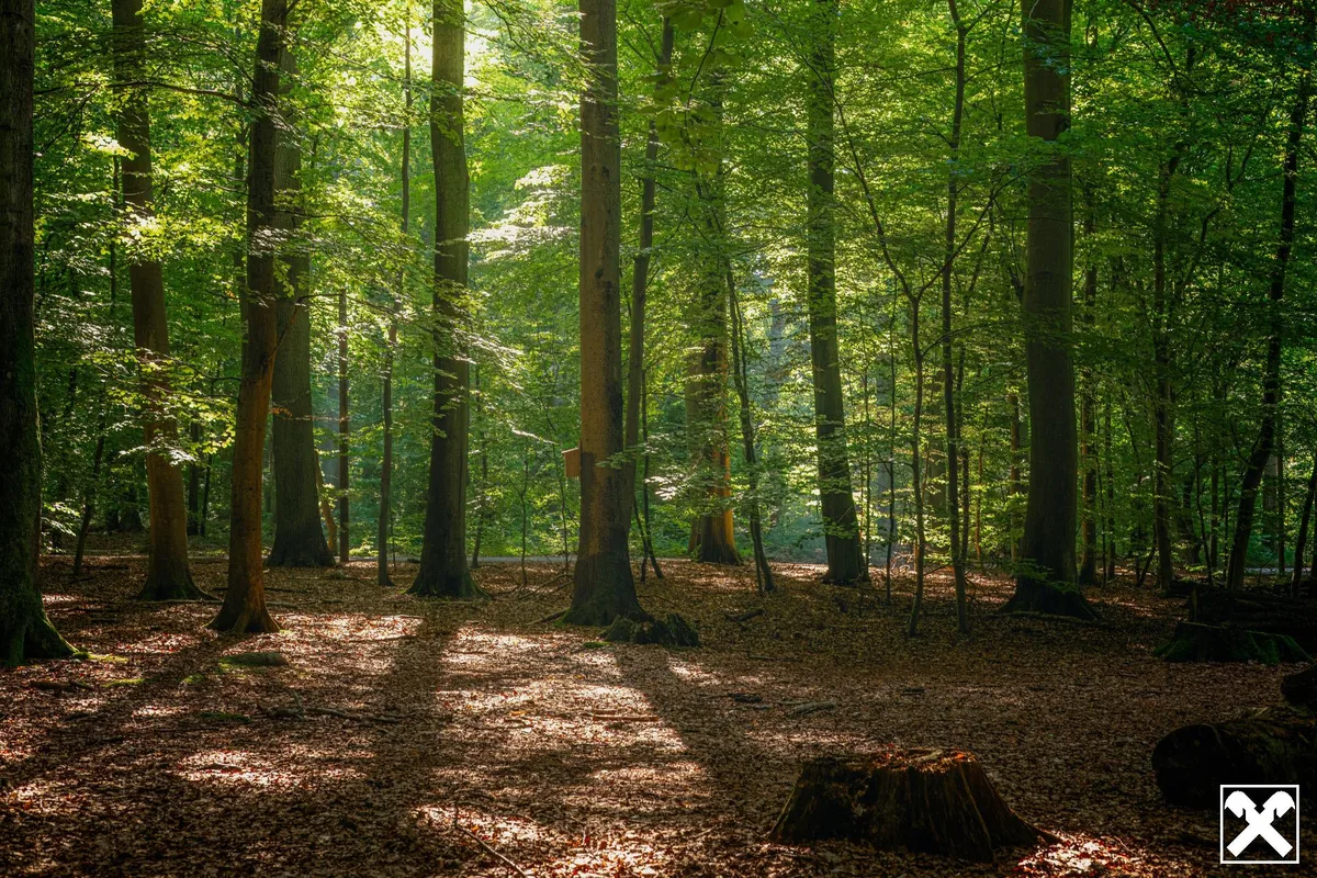 Waldgrundstücke im Südburgenland