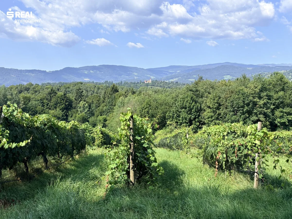 Ertragreicher und modernisierter Weingarten mit Hagelnetz - Schnäppchen in der Weststeiermark