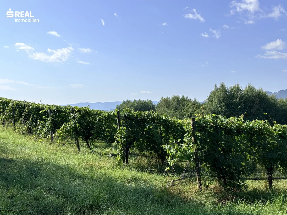 Ertragreicher und modernisierter Weingarten mit Hagelnetz - Schnäppchen in der Weststeiermark