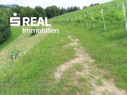 Ertragreicher Weingarten - gute Bodenqualität - gute Ausrichtung
